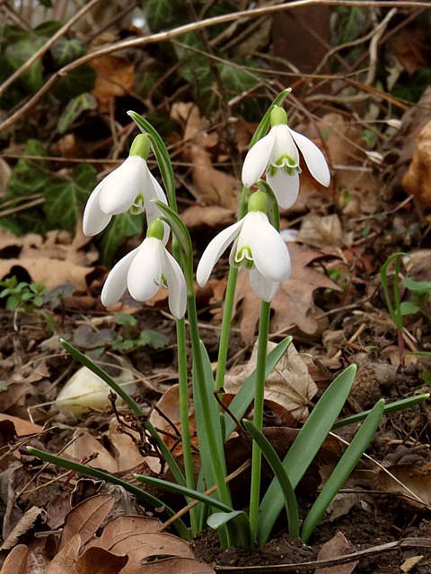 Perce-neige, galanthus nivalis