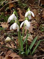 Perce-neige, galanthus nivalis