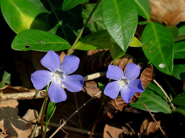 Petite pervenche - vinca minor