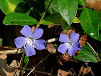 Petite pervenche, vinca minor