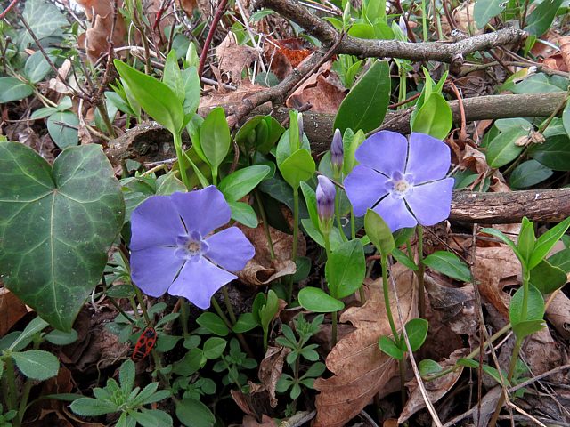 Pervenches, vinca minor