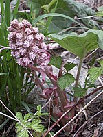 Grand pétasite, petasites hybridus