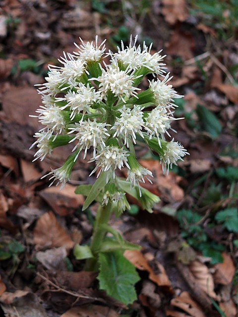 Ptasite blanc - petasites albus