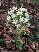 Pétasite blanc, petasites albus