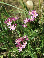 Petite centaurée, centaurium erythraea