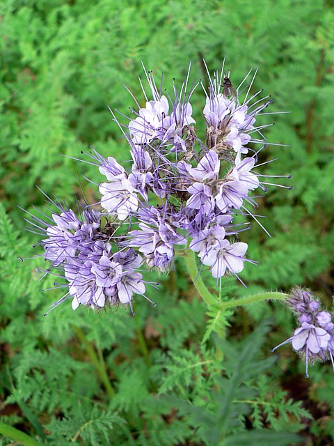 Phaclie - phacelia tanacetifolia