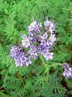 Phacélie, phacelia tanacetifolia