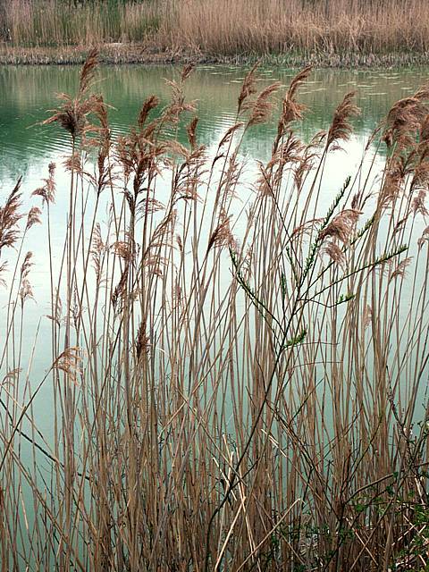 Phragmite, phragmites communis