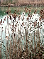 Phragmite, phragmites communis