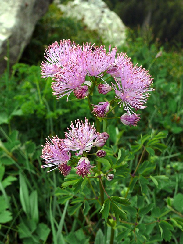 Pigamon, thalictrum aquilegiifolium