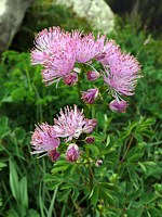 pigamon à feuilles d'ancolie, thalictrum aquilegiifolium