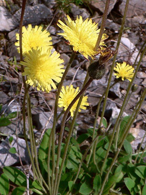 Piloselle - hieracium pilosella
