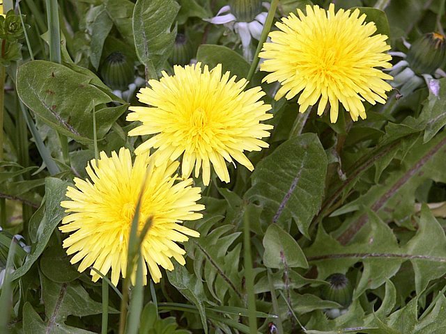Pissenlit, taraxacum officinale