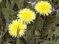 Pissenlit, taraxacum officinale