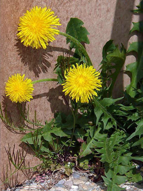 Pissenlit, taraxacum officinale