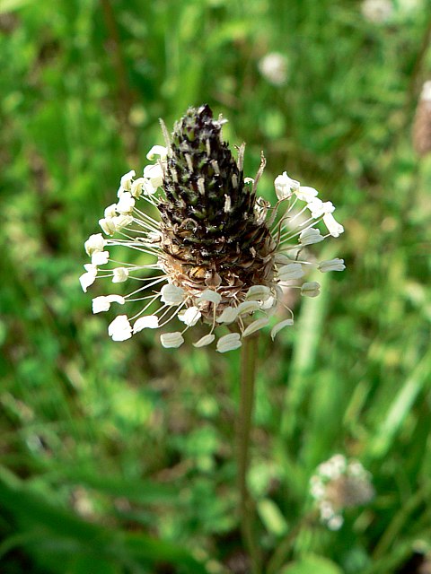Plantain lancol - plantago lanceolata