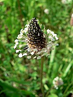 Plantain lancéolé, plantago lanceolata