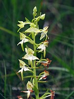 Platanthère à feuilles verdâtres, platanthera chlorantha