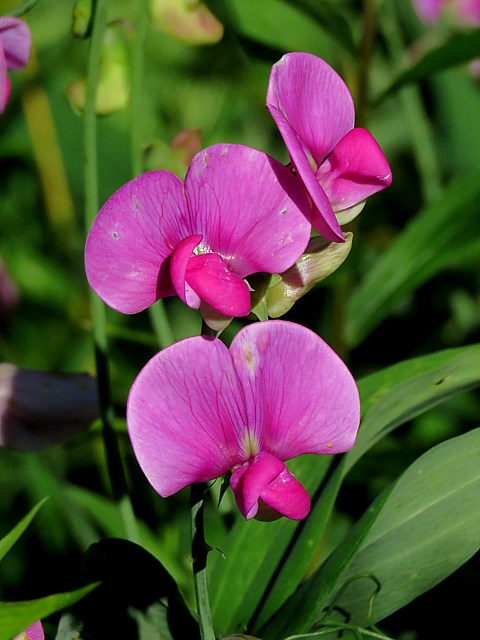 Pois de senteur, lathyrus odoratus