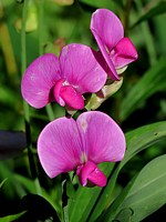 Pois de senteur, lathyrus odoratus