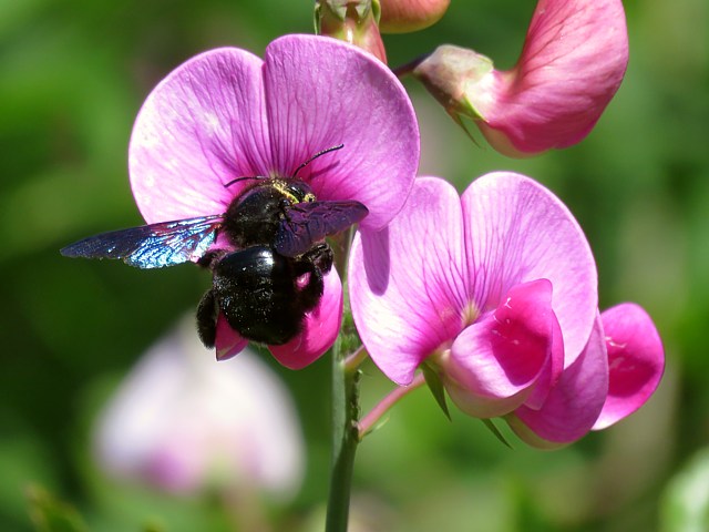 Pois de senteur, lathyrus odoratus 