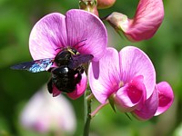 Pois de senteur, lathyrus odoratus