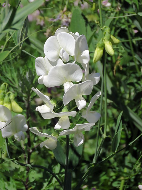 Pois de senteur blanc
