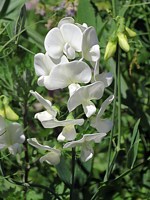 Pois de senteur, lathyrus odoratus