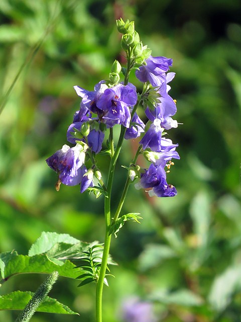 Polmoine bleue, polemonium caeruleum