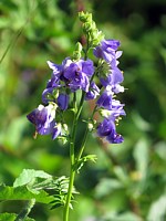 Polémoine bleue, polemonium caeruleuma