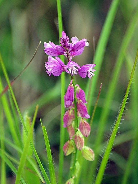 Polagale  toupet - polygala comosa