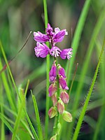 Polygale à toupet, polygala comosa
