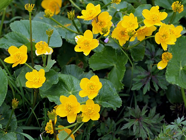 Populage des marais, caltha palustris