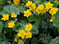 Populage des marais, caltha palustris