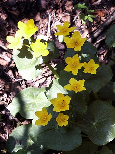 Populage des marais, caltha palustris