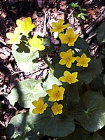 Populage des marais, caltha palustris