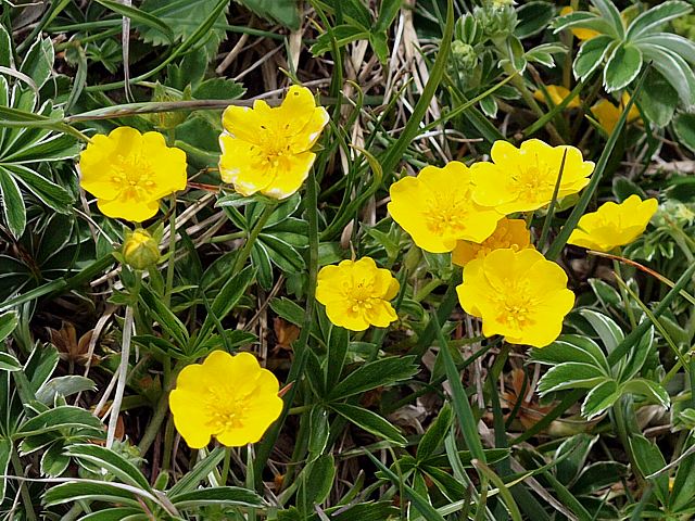 Potentille dore - potentilla tabernaemontani
