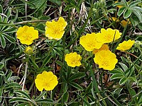 Potentille dorée, potentilla aurea