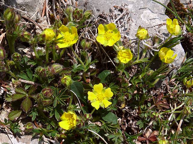 Potentille printanire - potentilla tabernaemontani