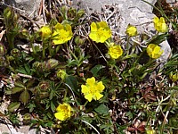 Potentille printanière, potentilla tabernaemontani