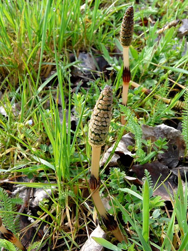 Prêle des champs, equisetum arvense