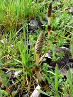 Prêle des champs, equisetum arvense