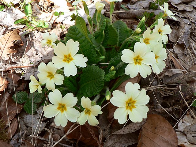 Primevre acaule, primula vulgaris
