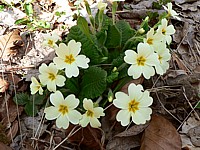 Primevère acaule, primula vulgaris
