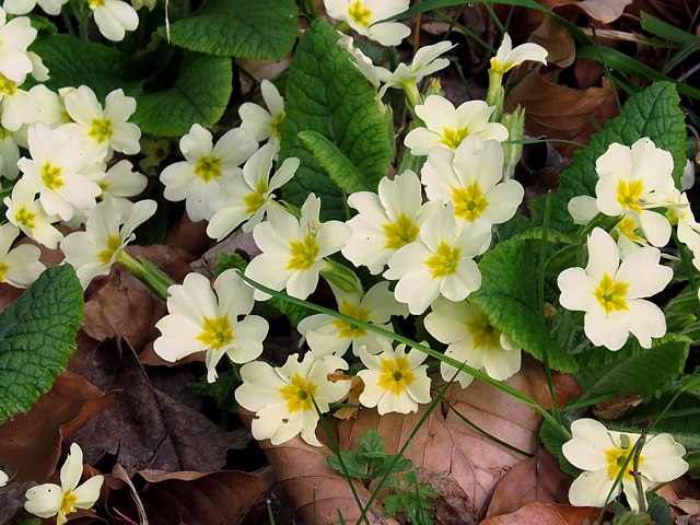 Primevre acaule, primula vulgaris