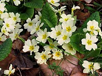 Primevère acaule, primula vulgaris