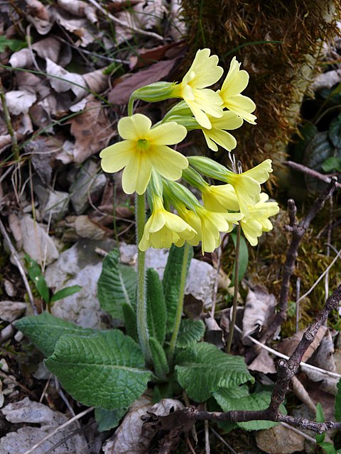 Primevère élevée, primula elatior