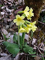 Primevère élevée, primula eliator