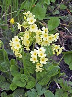 Primevère élevée, primula eliator