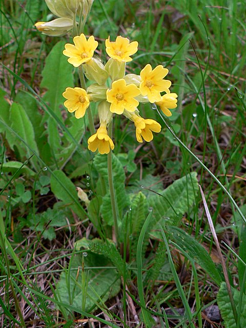 Primevère officinale, primula veris